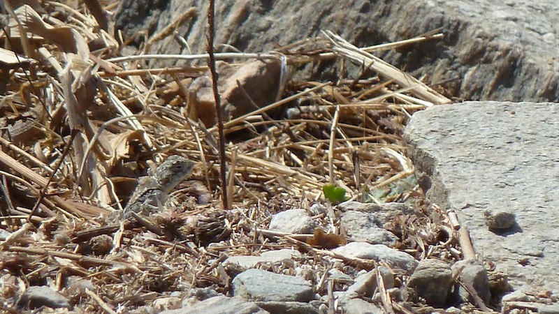 Lizard 6.JPG